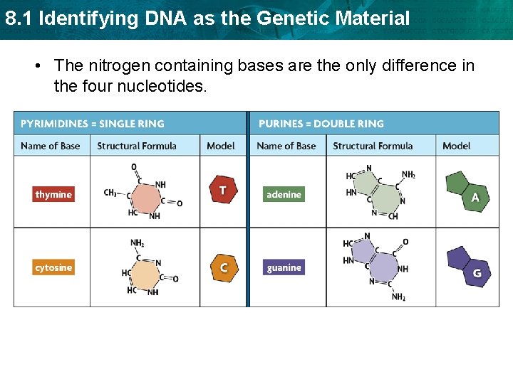 8. 1 Identifying DNA as the Genetic Material • The nitrogen containing bases are
