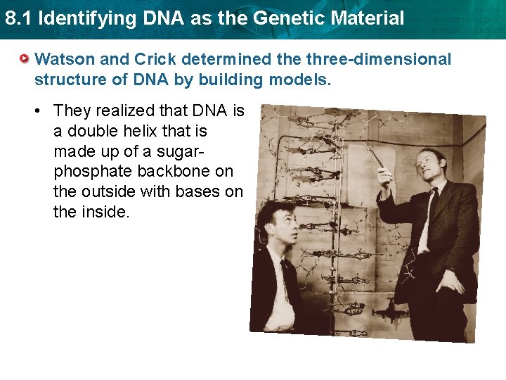 8. 1 Identifying DNA as the Genetic Material Watson and Crick determined the three-dimensional