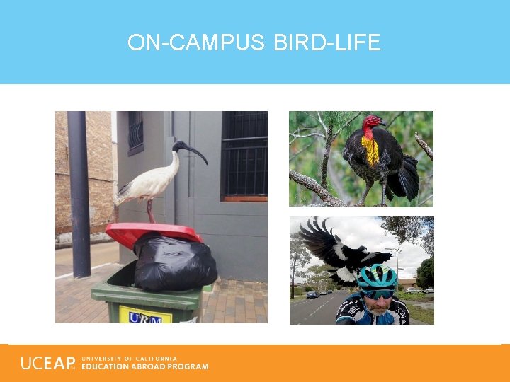 ON-CAMPUS BIRD-LIFE 
