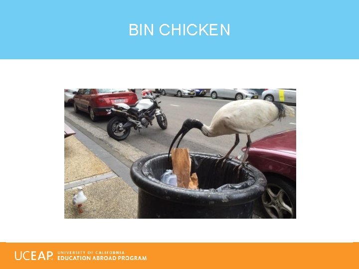 BIN CHICKEN 