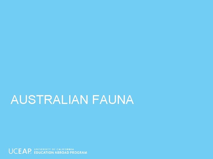 AUSTRALIAN FAUNA 