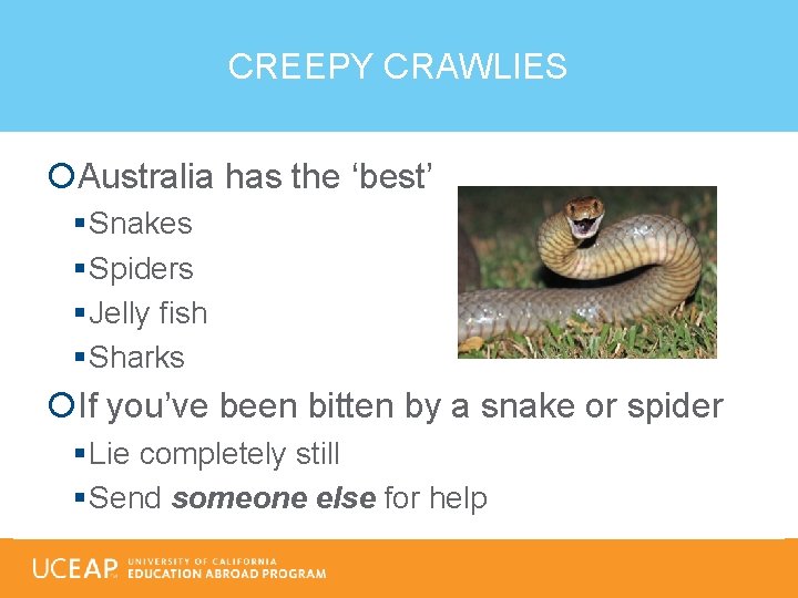 CREEPY CRAWLIES Australia has the ‘best’ § Snakes § Spiders § Jelly fish §