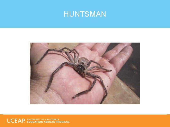 HUNTSMAN 