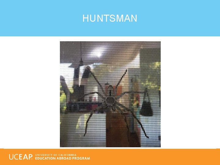 HUNTSMAN 