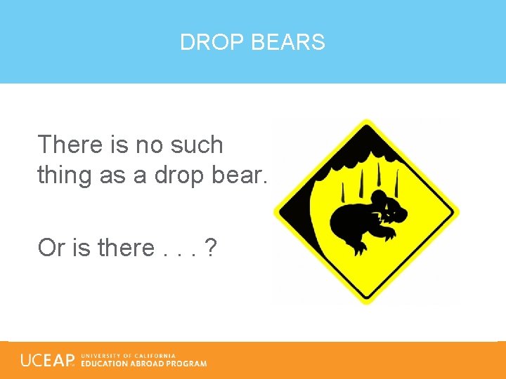 DROP BEARS There is no such thing as a drop bear. Or is there.