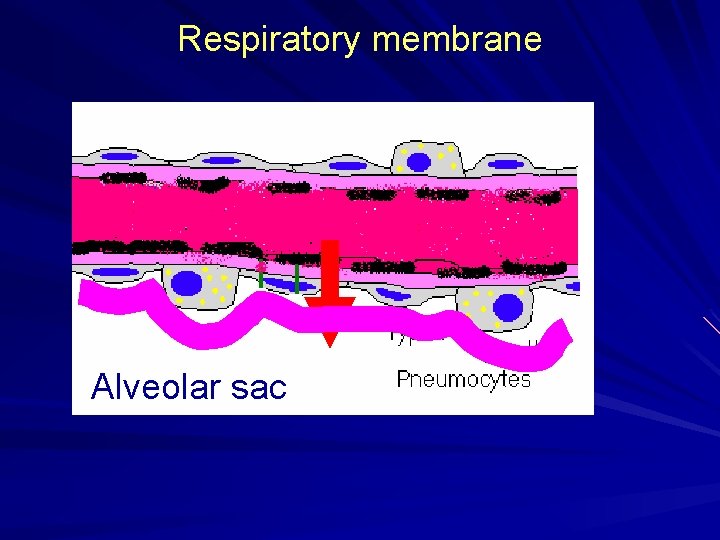 Respiratory membrane Alveolar sac 