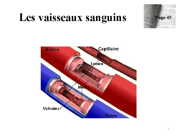 Les vaisseaux sanguins Page 45 1 