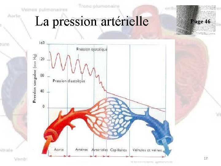 La pression artérielle Page 46 17 