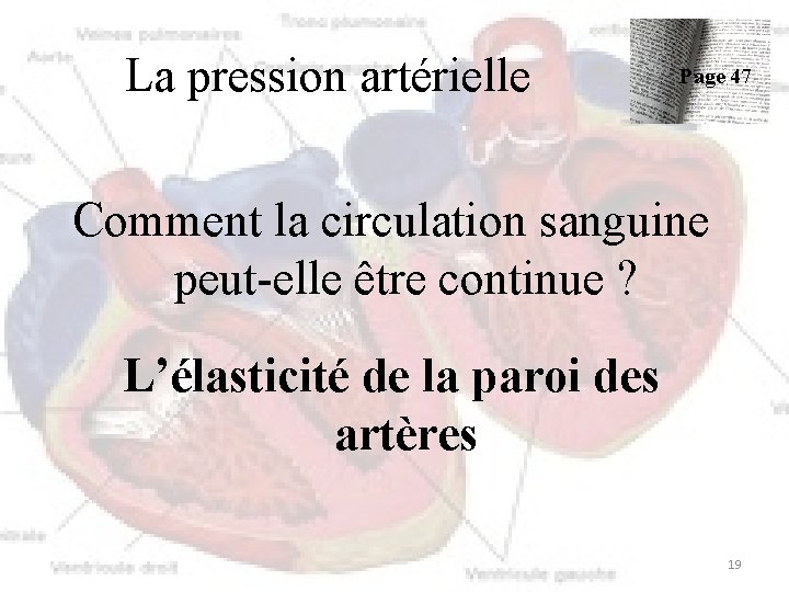 La pression artérielle Page 47 Comment la circulation sanguine peut-elle être continue ? L’élasticité