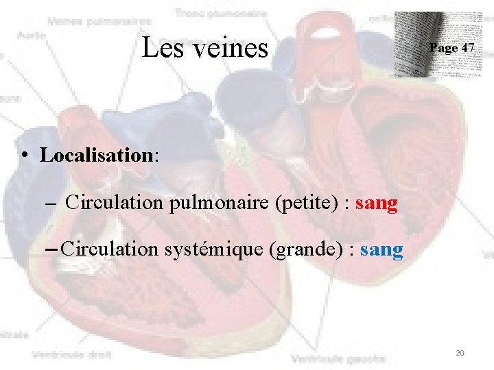 Les veines Page 47 • Localisation: – Circulation pulmonaire (petite) : sang – Circulation