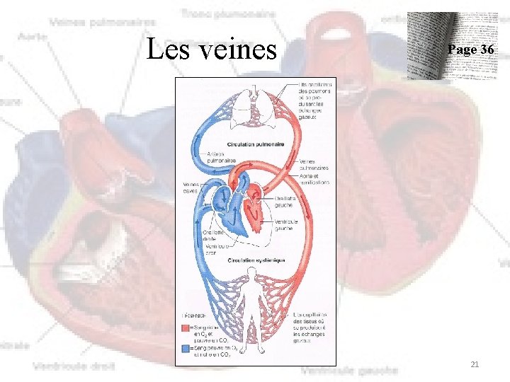 Les veines Page 36 21 