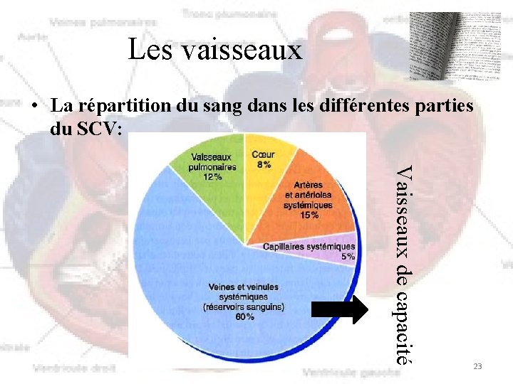 Les vaisseaux • La répartition du sang dans les différentes parties du SCV: Vaisseaux