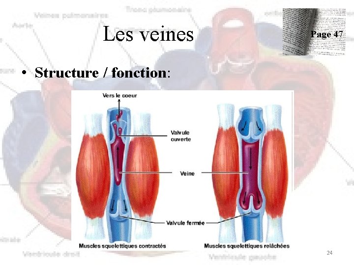 Les veines Page 47 • Structure / fonction: 24 