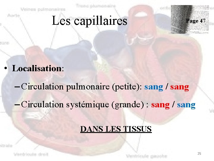 Les capillaires Page 47 • Localisation: – Circulation pulmonaire (petite): sang / sang –