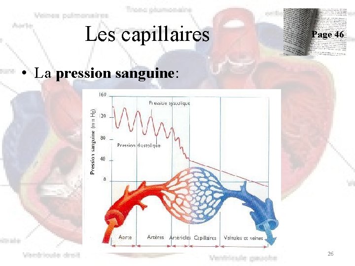 Les capillaires Page 46 • La pression sanguine: 26 