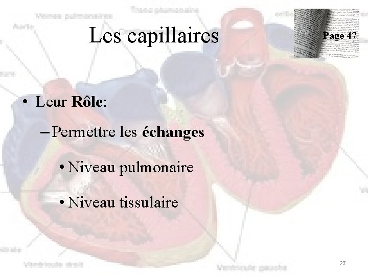 Les capillaires Page 47 • Leur Rôle: – Permettre les échanges • Niveau pulmonaire