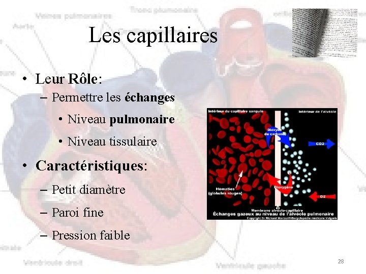 Les capillaires • Leur Rôle: – Permettre les échanges • Niveau pulmonaire • Niveau