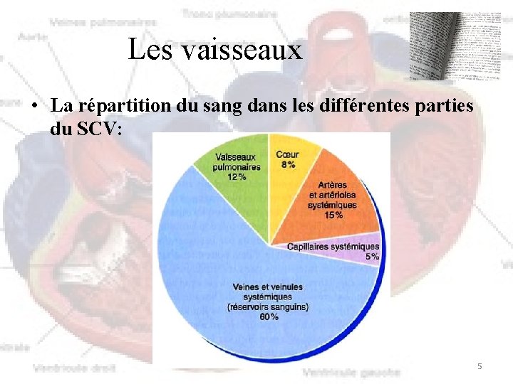 Les vaisseaux • La répartition du sang dans les différentes parties du SCV: 5