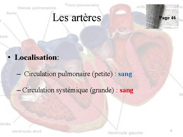 Les artères Page 46 • Localisation: – Circulation pulmonaire (petite) : sang – Circulation