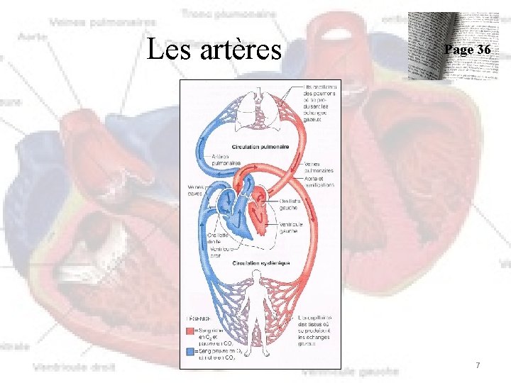 Les artères Page 36 7 