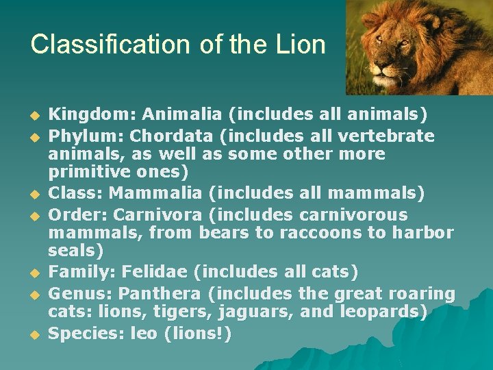Classification of the Lion u u u u Kingdom: Animalia (includes all animals) Phylum: