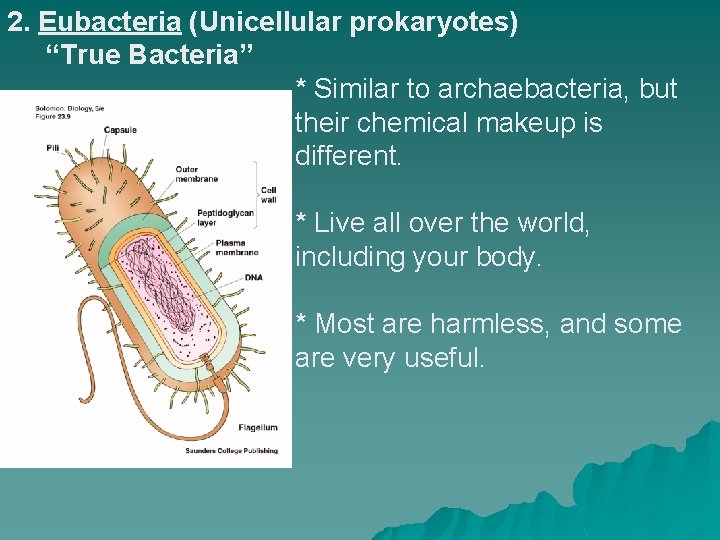2. Eubacteria (Unicellular prokaryotes) “True Bacteria” * Similar to archaebacteria, but their chemical makeup