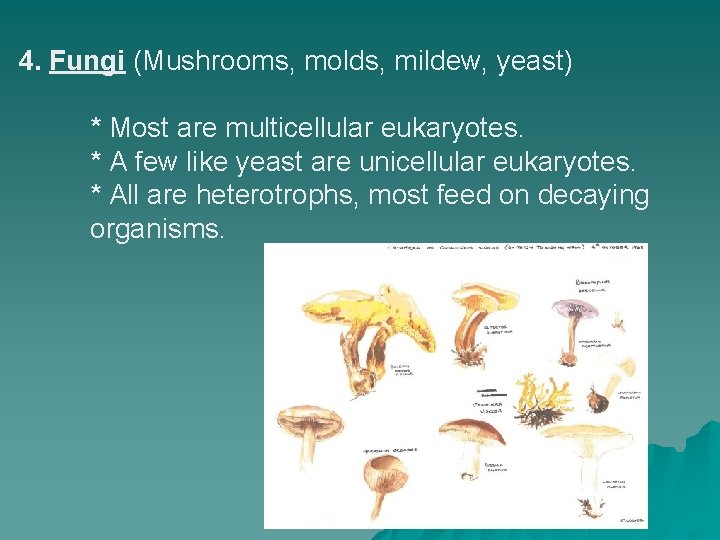 4. Fungi (Mushrooms, molds, mildew, yeast) * Most are multicellular eukaryotes. * A few
