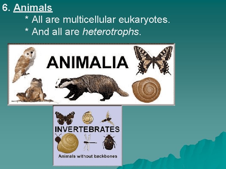 6. Animals * All are multicellular eukaryotes. * And all are heterotrophs. 