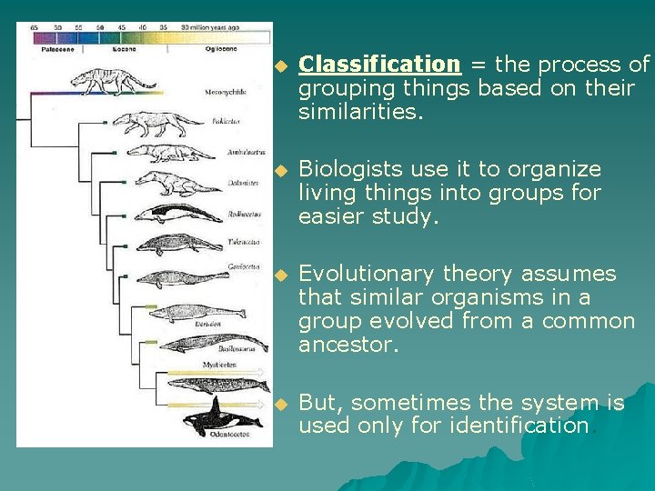 u Classification = the process of grouping things based on their similarities. u Biologists