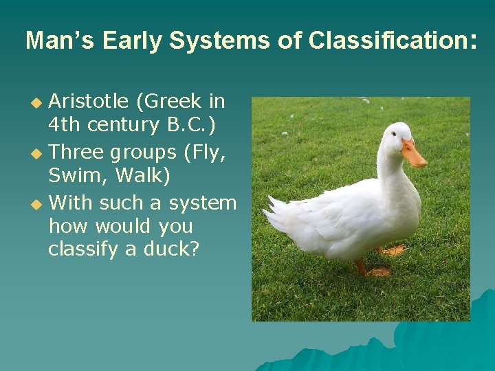 Man’s Early Systems of Classification: Aristotle (Greek in 4 th century B. C. )