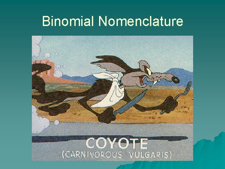 Binomial Nomenclature 