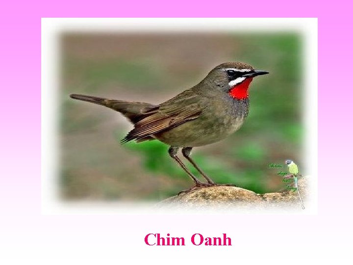 Chim Oanh 