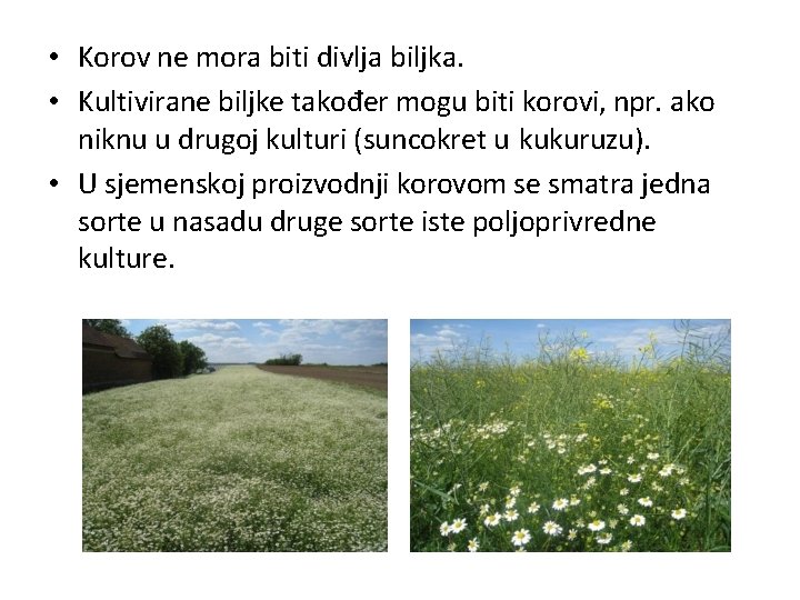  • Korov ne mora biti divlja biljka. • Kultivirane biljke također mogu biti