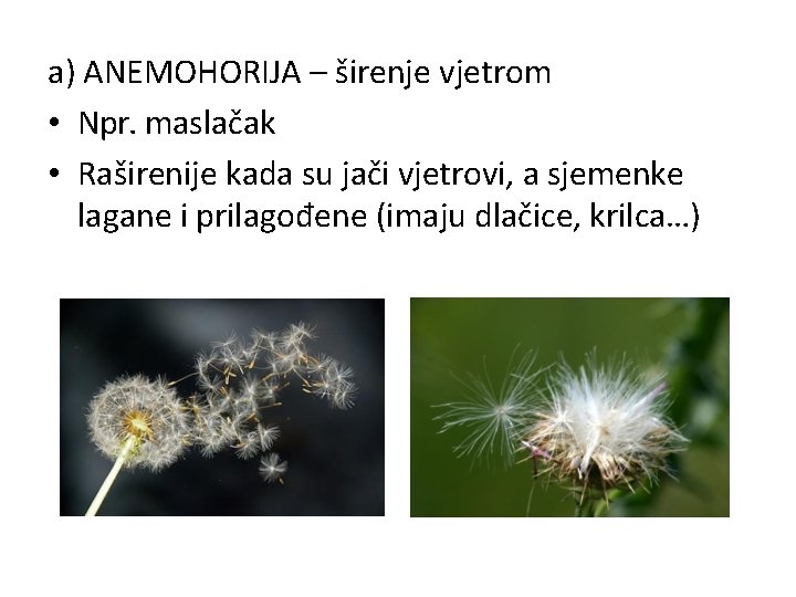 a) ANEMOHORIJA – širenje vjetrom • Npr. maslačak • Raširenije kada su jači vjetrovi,