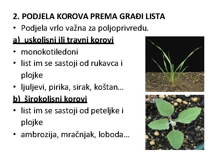 2. PODJELA KOROVA PREMA GRAĐI LISTA • Podjela vrlo važna za poljoprivredu. a) uskolisni