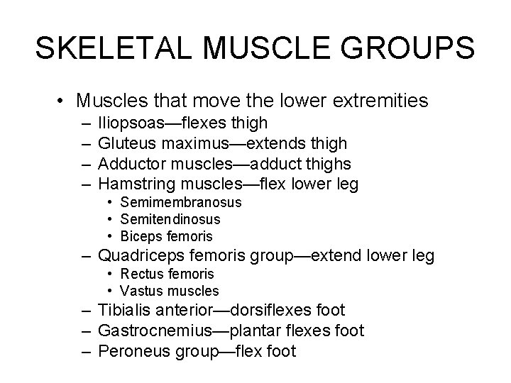 SKELETAL MUSCLE GROUPS • Muscles that move the lower extremities – – Iliopsoas—flexes thigh