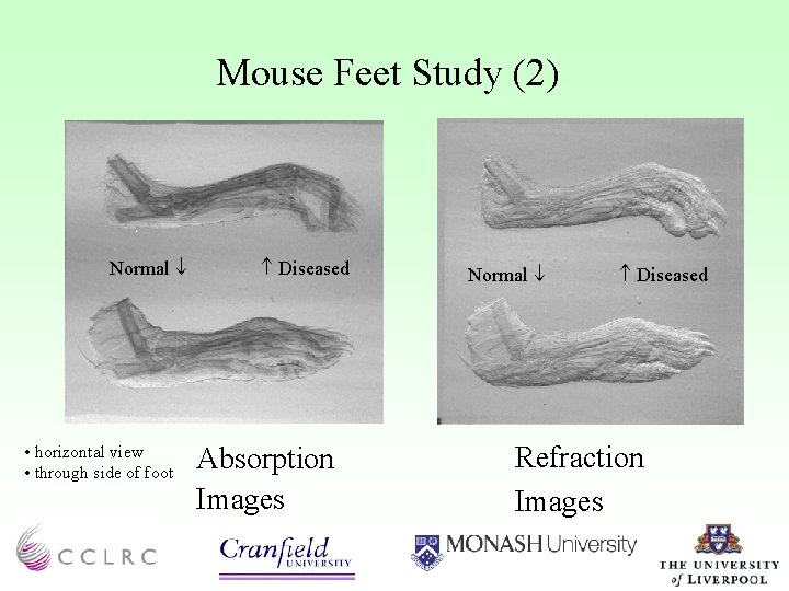 Mouse Feet Study (2) Normal • horizontal view • through side of foot Diseased
