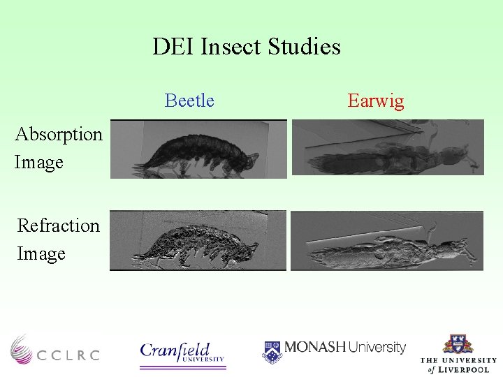DEI Insect Studies Beetle Absorption Image Refraction Image Earwig 