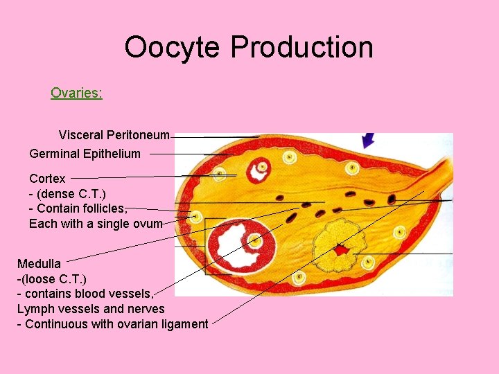 Oocyte Production Ovaries: Visceral Peritoneum Germinal Epithelium Cortex - (dense C. T. ) -