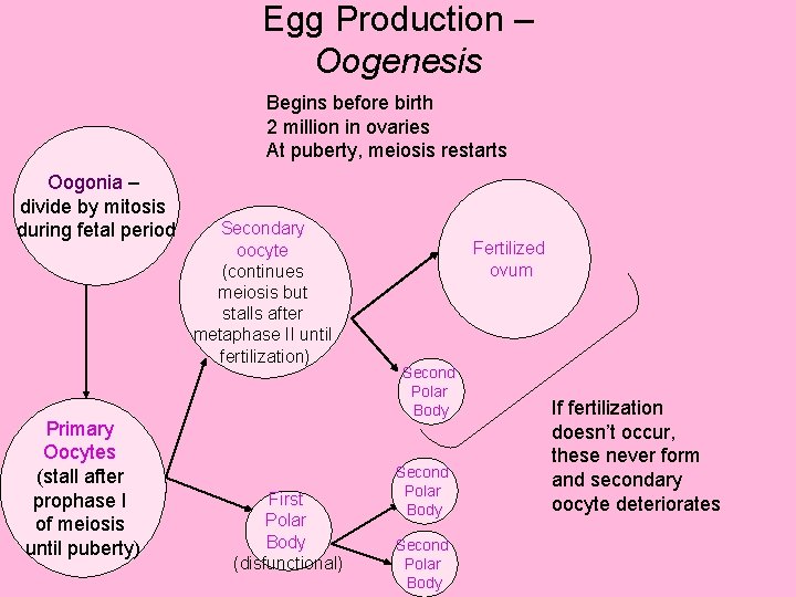 Egg Production – Oogenesis Begins before birth 2 million in ovaries At puberty, meiosis