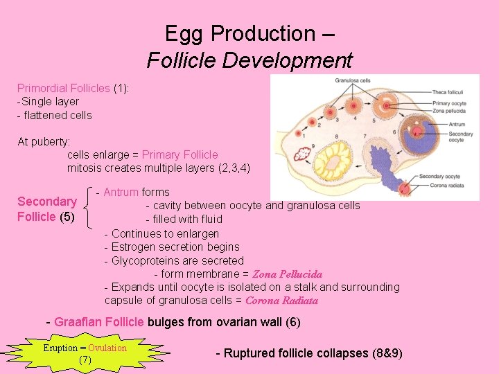 Egg Production – Follicle Development Primordial Follicles (1): -Single layer - flattened cells At