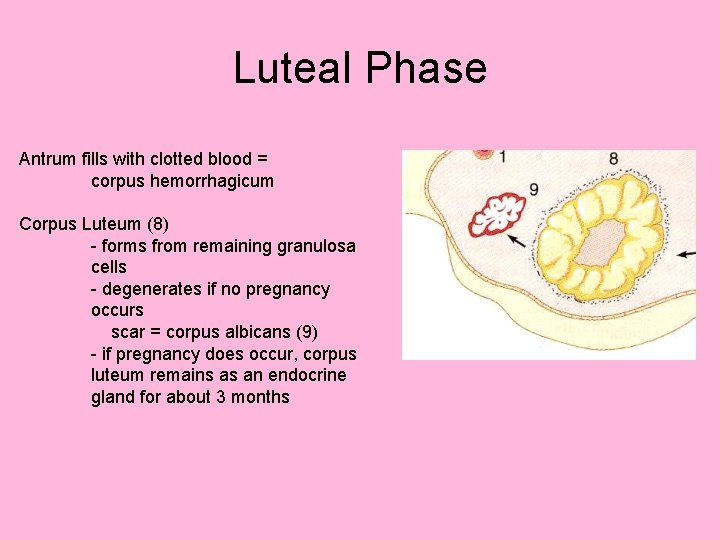 Luteal Phase Antrum fills with clotted blood = corpus hemorrhagicum Corpus Luteum (8) -
