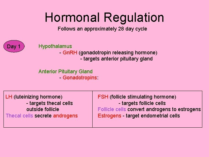 Hormonal Regulation Follows an approximately 28 day cycle Day 1 Hypothalamus - Gn. RH