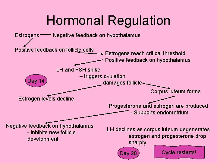 Hormonal Regulation Estrogens Negative feedback on hypothalamus Positive feedback on follicle cells Day 14