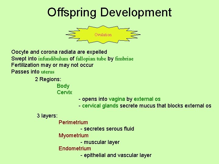 Offspring Development Ovulation Oocyte and corona radiata are expelled Swept into infundibulum of fallopian