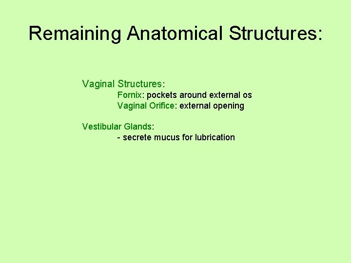 Remaining Anatomical Structures: Vaginal Structures: Fornix: pockets around external os Vaginal Orifice: external opening