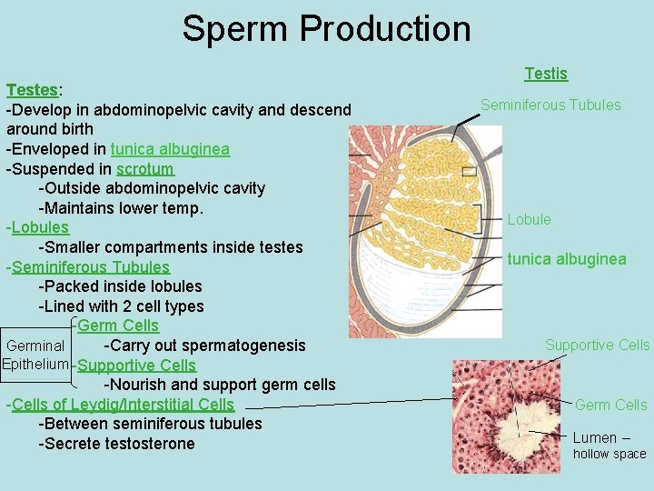 Sperm Production Testes: -Develop in abdominopelvic cavity and descend around birth -Enveloped in tunica