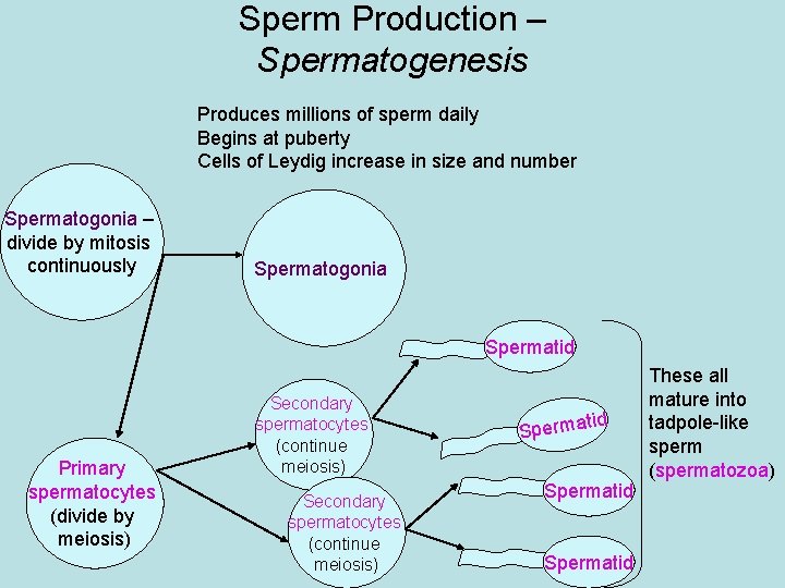 Sperm Production – Spermatogenesis Produces millions of sperm daily Begins at puberty Cells of