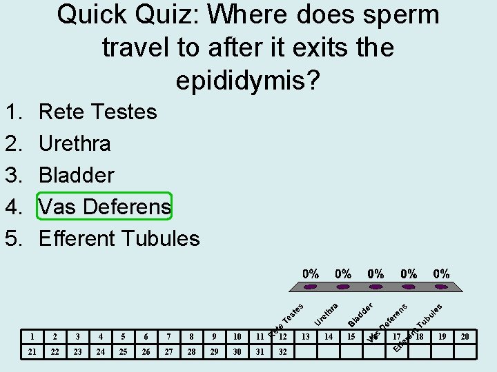 Quick Quiz: Where does sperm travel to after it exits the epididymis? 1. 2.