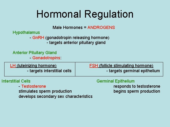 Hormonal Regulation Male Hormones = ANDROGENS Hypothalamus - Gn. RH (gonadotropin releasing hormone) -